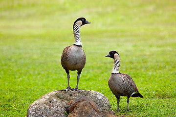 Image showing Pair of nene geese