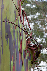 Image showing Trunk of eucalyptus tree