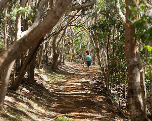 Image showing Women hiking through woods in Kauai