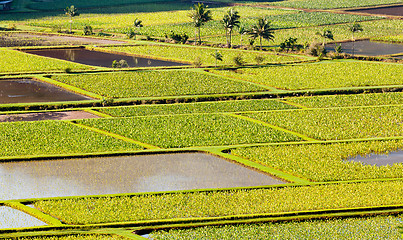 Image showing Hanalei Valley in Kauai