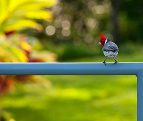 Image showing Red crested cardinal on fence in Kauai