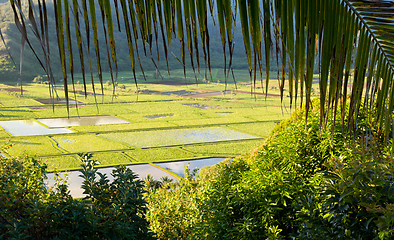Image showing Hanalei Valley in Kauai