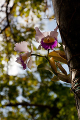 Image showing Backlit orchid growing from tree