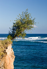 Image showing Tree perching on barren cliff face