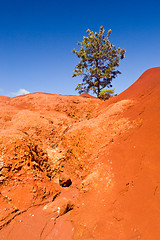 Image showing Single bush in dry red rocks