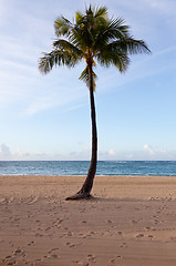 Image showing Palm trees at dawn in Waikiki