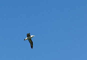 Image showing Albatross in blue sky