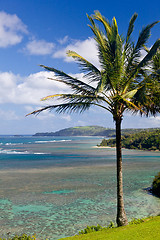 Image showing Sealodge and anini beach in Kauai