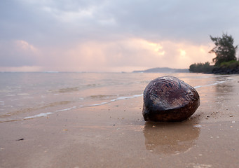 Image showing Close up coconut on beach at dawn