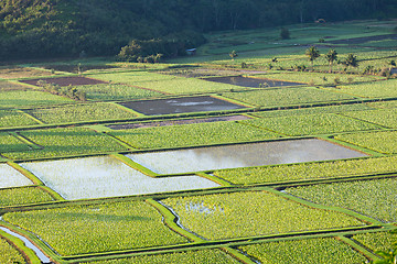 Image showing Hanalei Valley in Kauai