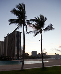 Image showing Palm trees at dawn in Waikiki