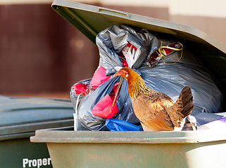 Image showing Hen in trash container