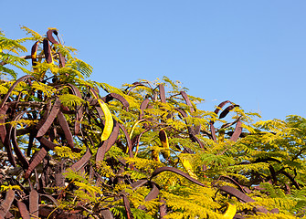 Image showing Tamarind seed pods