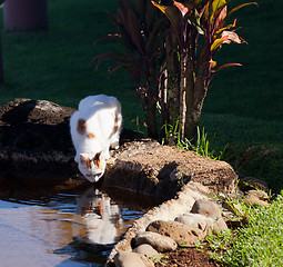 Image showing Cat drinking from pool in garden