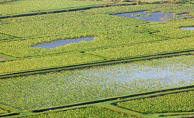 Image showing Hanalei Valley in Kauai