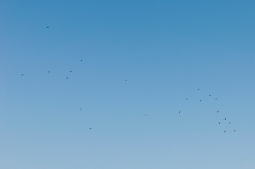 Image showing Birds flying