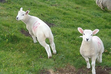 Image showing spring lamb