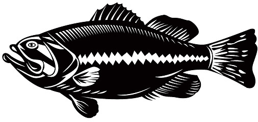 Image showing black sea bass side