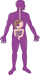 Image showing male human anatomy standing