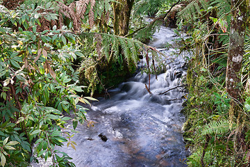 Image showing rain forest stream