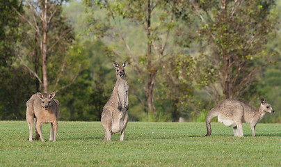 Image showing eastern grey kangaroos