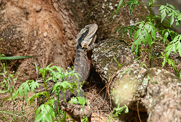 Image showing eastern water dragon lizard