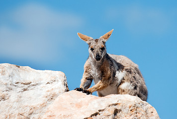 Image showing yellow footed rock wallaby