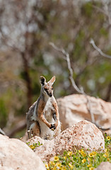 Image showing yellow footed rock wallaby