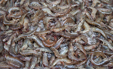 Image showing fresh shrimps or prawns