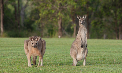 Image showing eastern grey kangaroos