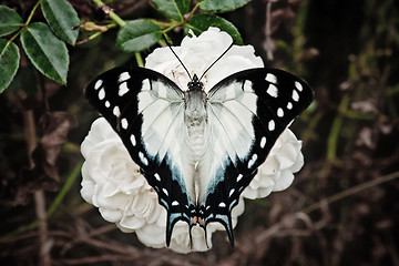 Image showing butterfly on a rose flower