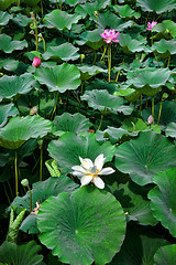 Image showing water lillies