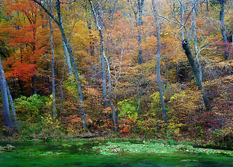 Image showing autumn leaves and trees on river