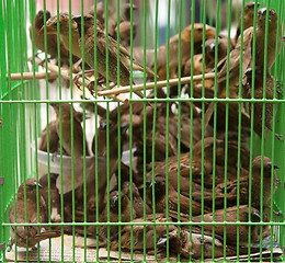 Image showing birds in a cage