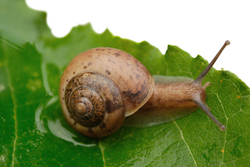 Image showing Snail