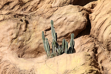 Image showing Cactus in desert
