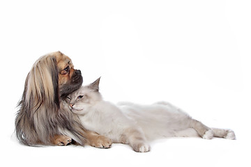 Image showing dog and Cat