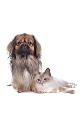 Image showing dog and Cat