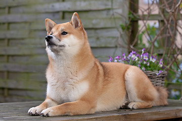 Image showing Shiba Inu dog
