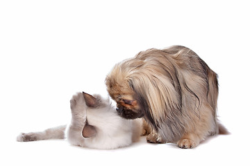 Image showing dog and Cat