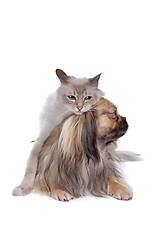 Image showing dog and Cat