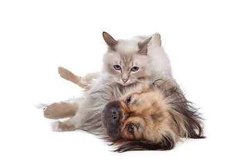 Image showing dog and Cat