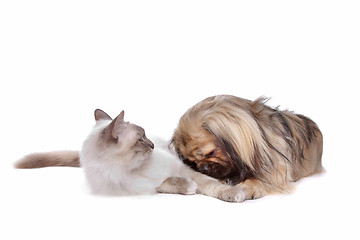 Image showing dog and Cat