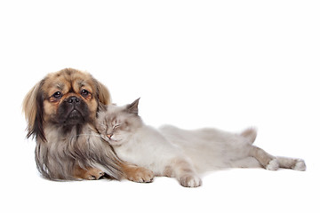 Image showing dog and Cat