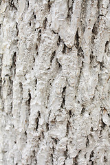 Image showing White colored Bark