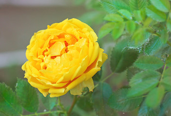 Image showing Rose