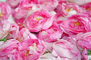 Image showing Roses