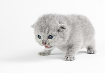 Image showing Little kitten