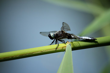 Image showing dragonfly on a leaf