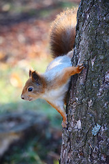 Image showing Squirrel on the tree